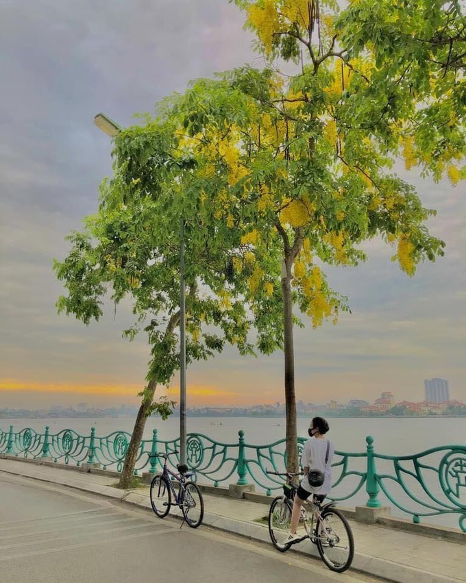 Golden flowers cover Hanoi streets - 5 Golden flowers cover Hanoi streets - 5