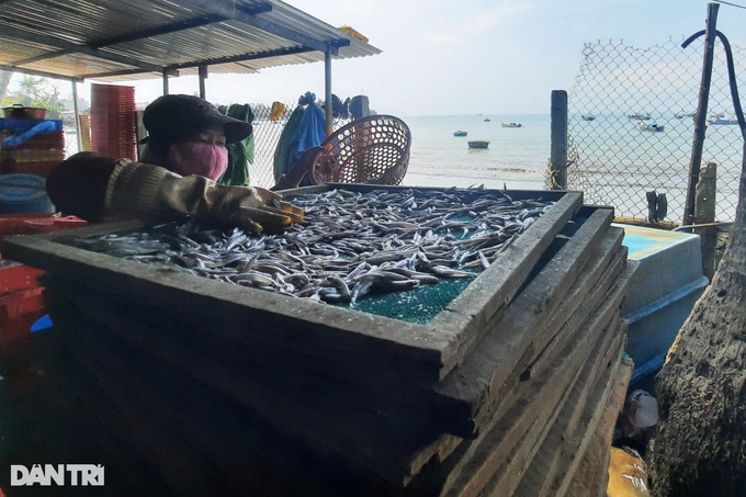 Anchovy season in Quang Ngai - 5