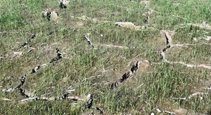 Farmland in Nghe An idle due to drought - 3