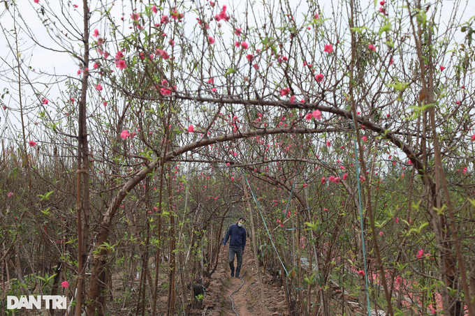 Early peach blossoms on Hanoi streets - 3