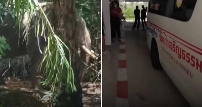 Overworked elephant rips Thai owner in half - 1 Overworked elephant rips Thai owner in half - 1
