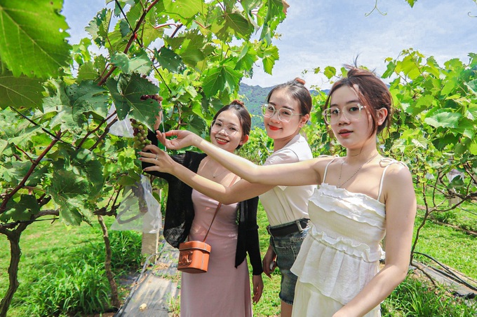 Danang vineyard attracts visitors - 4