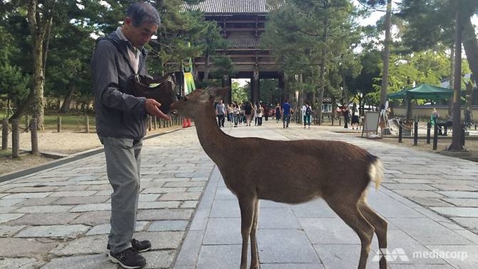 Nine deer dead in Japan after eating plastic: wildlife group - 1