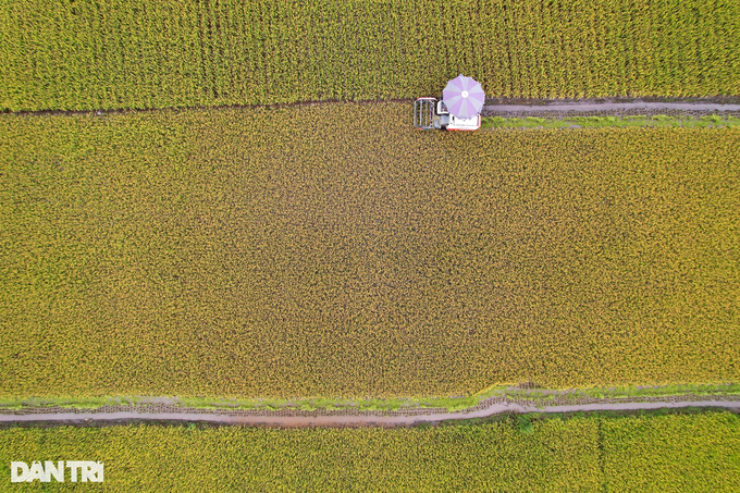 Rice harvesting season in Hanoi - 8