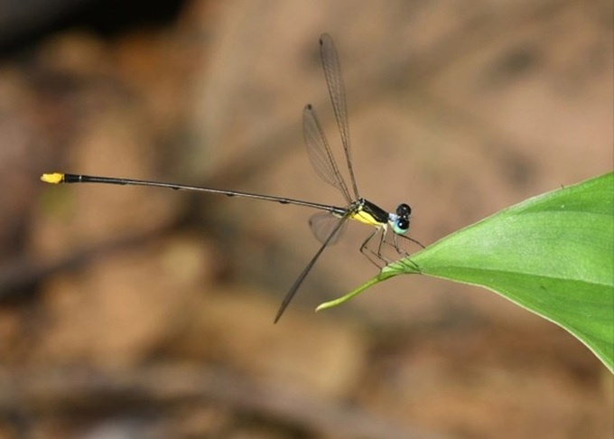 New damselfly species found in central Vietnam - 1 New damselfly species found in central Vietnam - 1