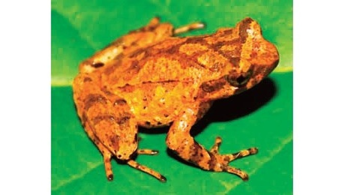 New species of toad discovered in Cao Bang - 1 New species of toad discovered in Cao Bang - 1