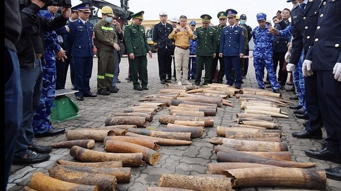 Illegally-traded ivory seized at Haiphong port - 1