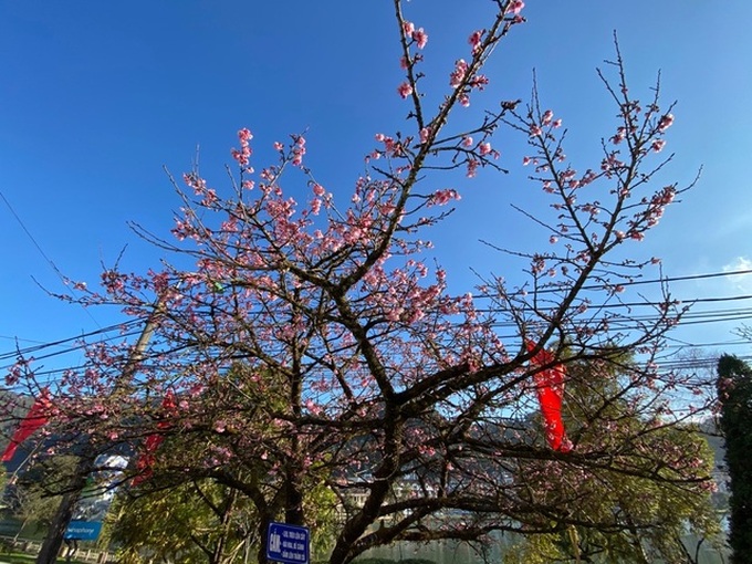 Cherry blossoms in full bloom in Sapa - 2 Cherry blossoms in full bloom in Sapa - 2