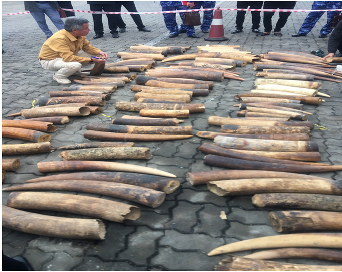 Another batch of illegally-traded ivory seized at Haiphong port - 1 Another batch of illegally-traded ivory seized at Haiphong port - 1