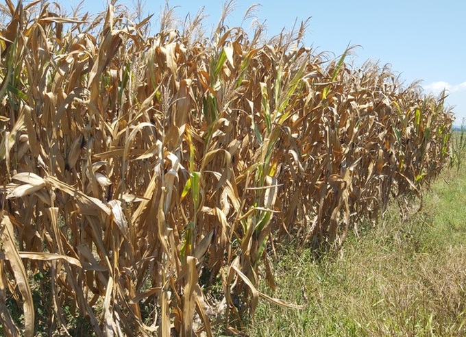 Severe drought continues hitting central region - 4 Severe drought continues hitting central region - 4