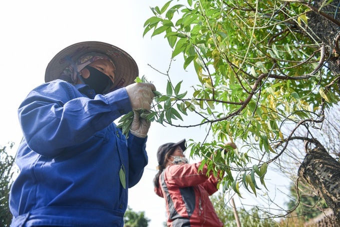 Hanoi peach growers busy trimming leaves before Tet - 1 Hanoi peach growers busy trimming leaves before Tet - 1