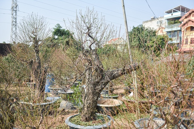 Hanoi peach growers busy trimming leaves before Tet - 5 Hanoi peach growers busy trimming leaves before Tet - 5