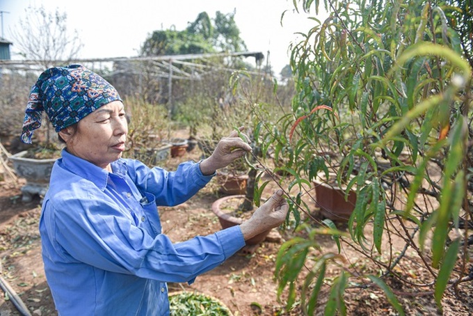 Hanoi peach growers busy trimming leaves before Tet - 4 Hanoi peach growers busy trimming leaves before Tet - 4