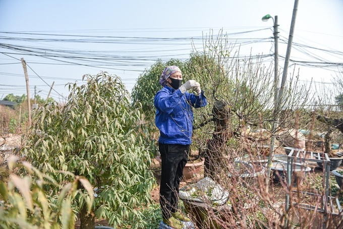 Hanoi peach growers busy trimming leaves before Tet - 2 Hanoi peach growers busy trimming leaves before Tet - 2
