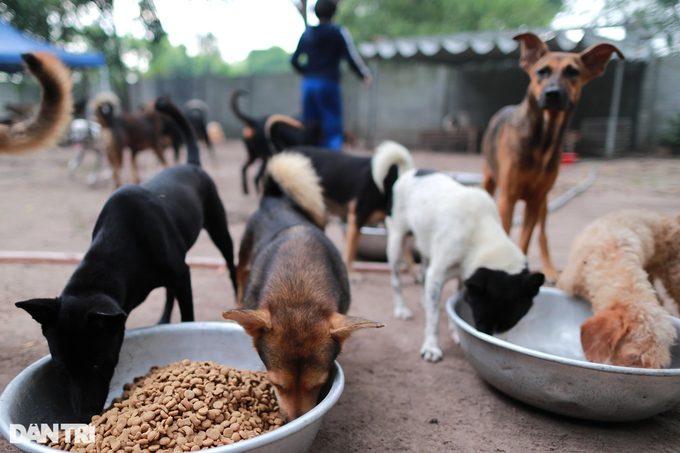 HCM City woman saves hundreds of dogs from slaughterhouses - 8