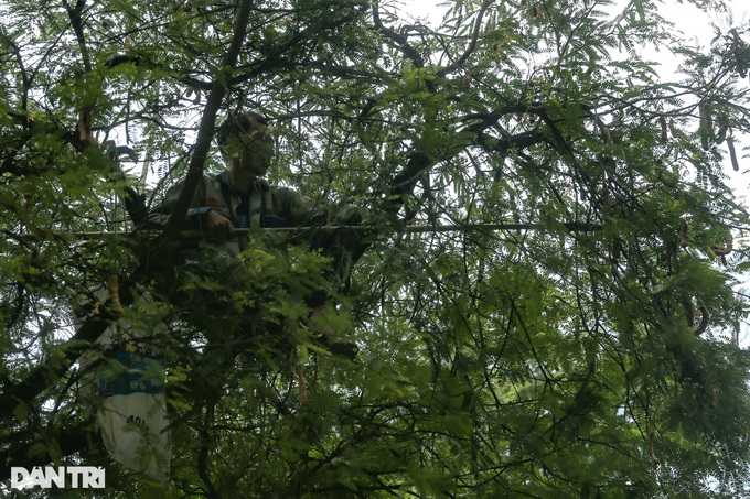 Man earns living collecting tamarind fruit in HCM City - 3