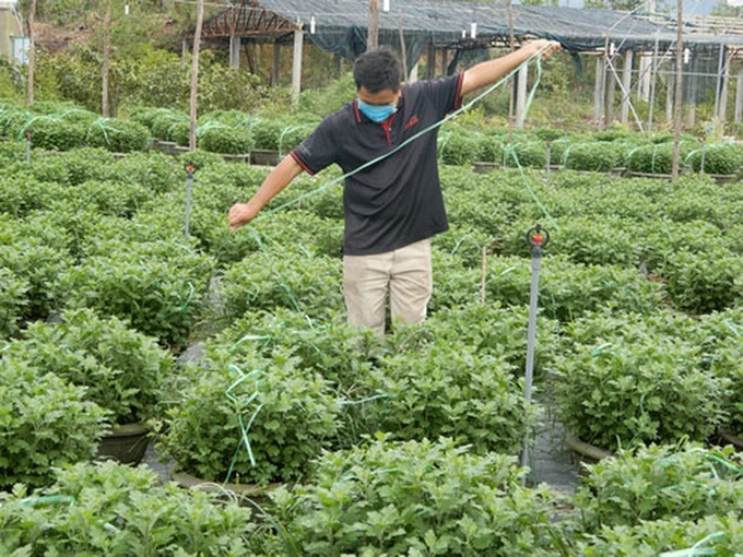 Flower farmers worry over Tet losses - 1