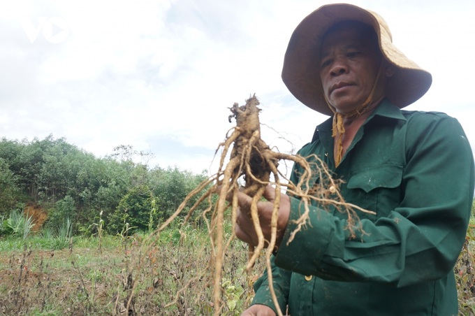 Thua Thien-Hue ginseng growers face crop failure - 1 Thua Thien-Hue ginseng growers face crop failure - 1