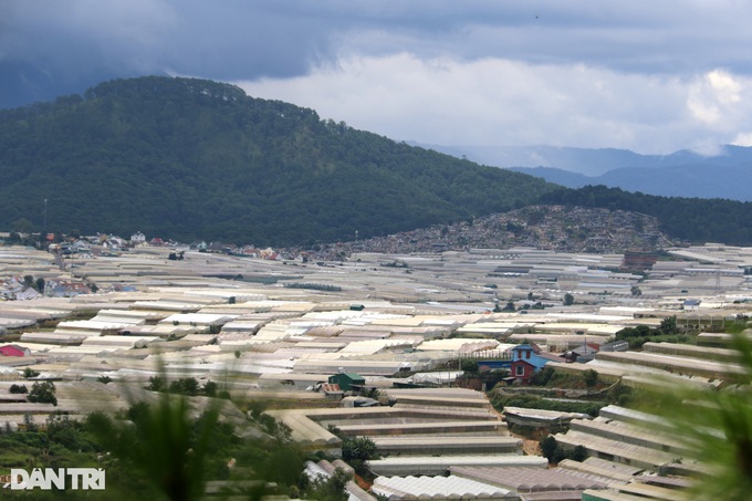Mass greenhouse construction causes environment problems in Dalat - 5