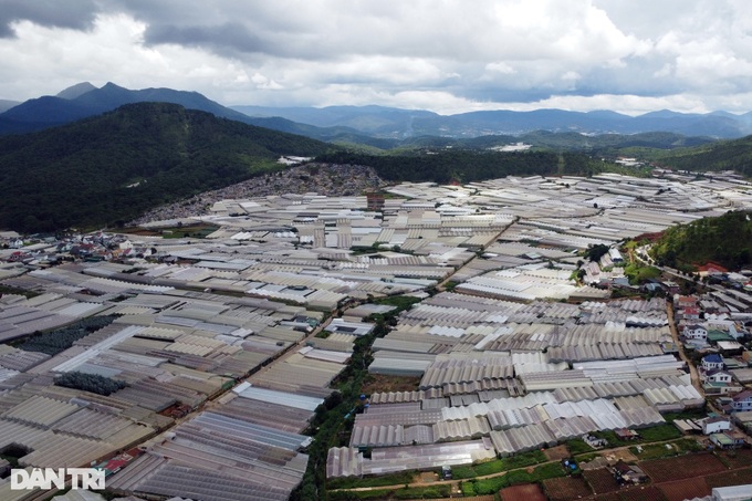 Mass greenhouse construction causes environment problems in Dalat - 2