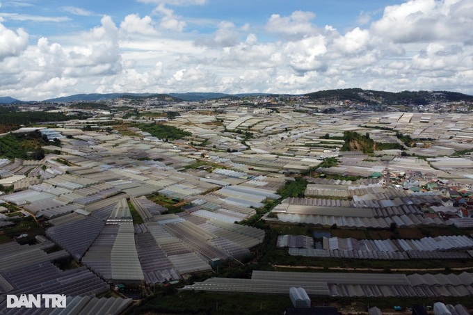 Mass greenhouse construction causes environment problems in Dalat - 7