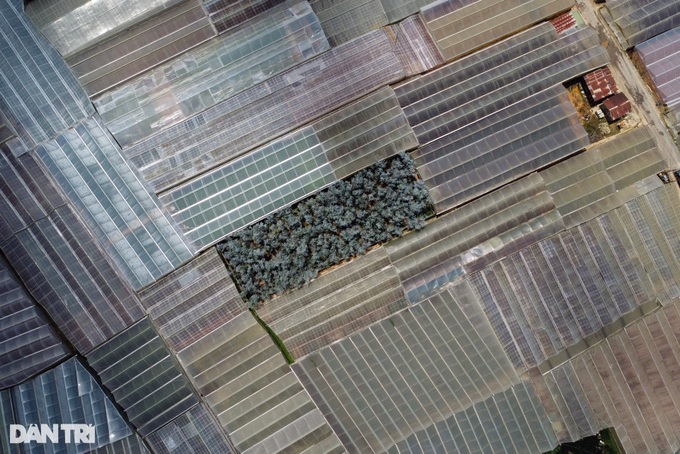 Mass greenhouse construction causes environment problems in Dalat - 4