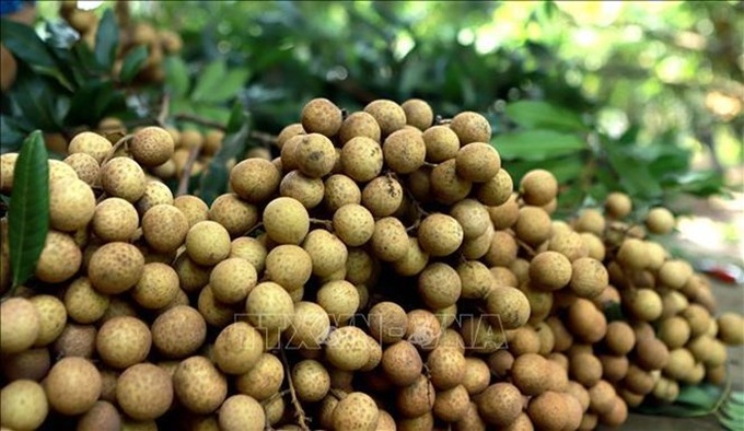 Vietnam steps up work to help longan enter Australian market - 1