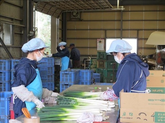 Vietnamese nationals account largest proportion of Japan’s foreign worker population - 1 Vietnamese nationals account largest proportion of Japan’s foreign worker population - 1