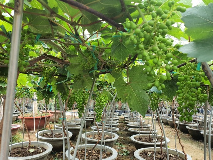 Ninh Thuan grapefruit selling well - 2