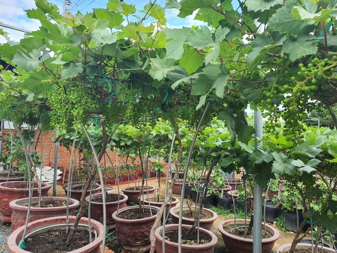 Ninh Thuan grapefruit selling well - 1