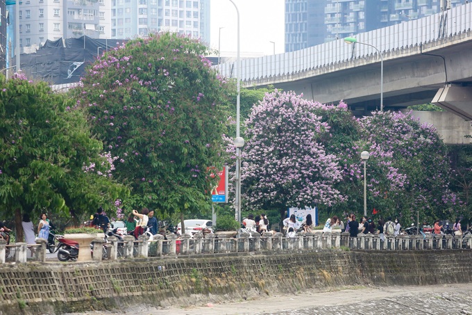 Purple crepe myrtle flower season in Hanoi - 1