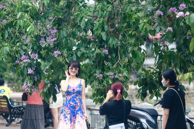 Purple crepe myrtle flower season in Hanoi - 4