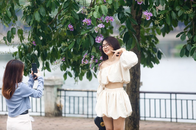 Purple crepe myrtle flower season in Hanoi - 3