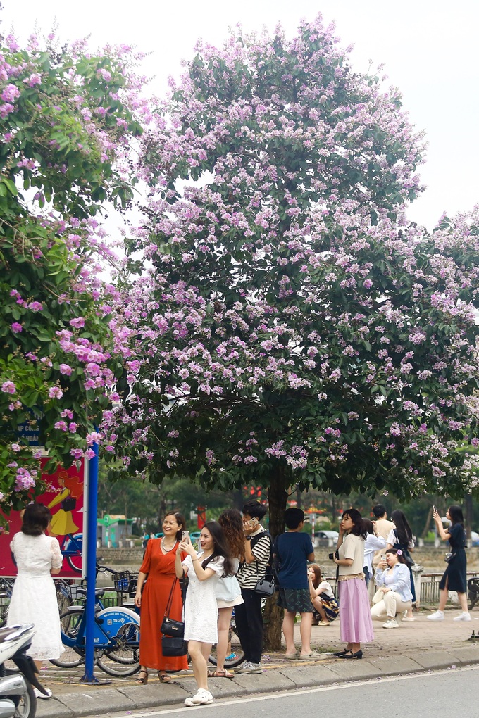 Purple crepe myrtle flower season in Hanoi - 7