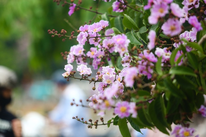 Purple crepe myrtle flower season in Hanoi - 6