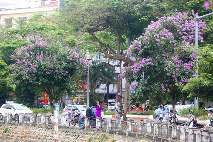 Purple crepe myrtle flower season in Hanoi - 2