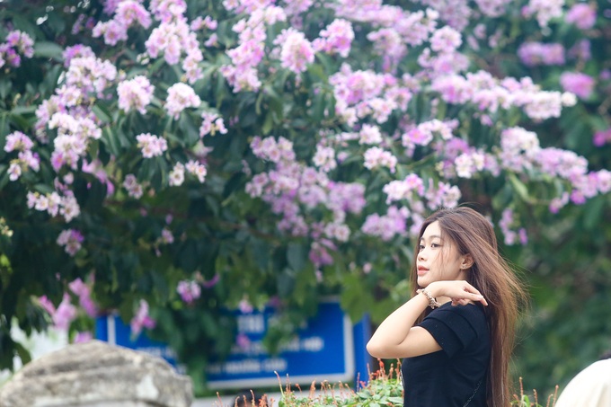 Purple crepe myrtle flower season in Hanoi - 5