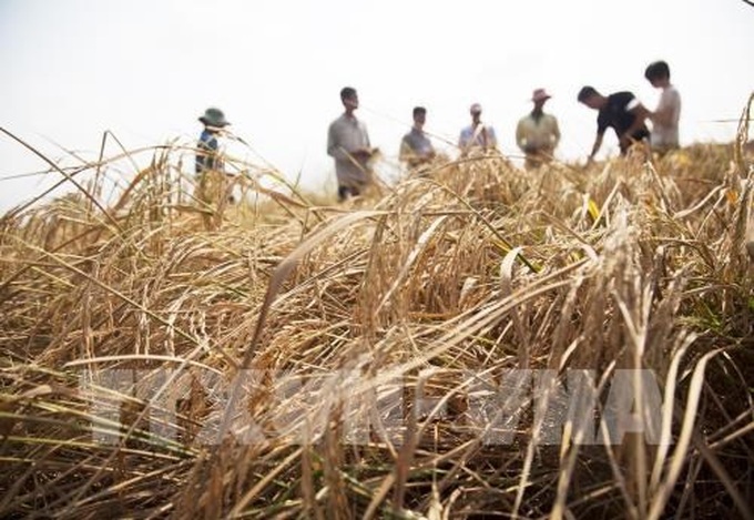 Over 30 million USD for Vietnam to enhance climate resilience - 1