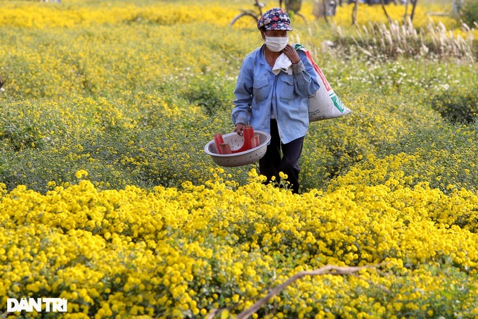 Blooming daisy season on Hung Yen - 8