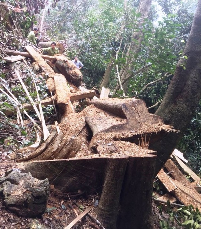 Valuable trees illegally cut down at Hoa Binh reserve - 4 Valuable trees illegally cut down at Hoa Binh reserve - 4