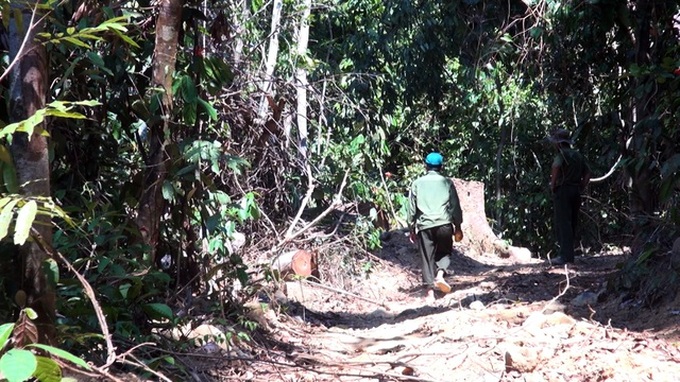 Loggers rampantly destroy Phu Yen protective forest - 1 Loggers rampantly destroy Phu Yen protective forest - 1
