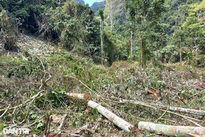 Locals encroach on forested Nghe An land - 2 Locals encroach on forested Nghe An land - 2