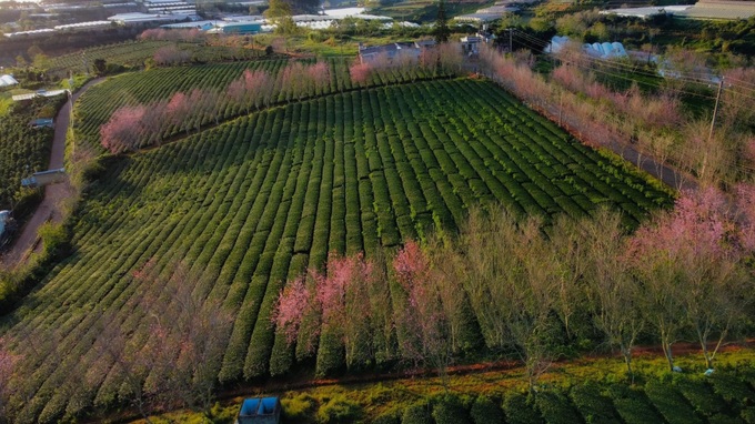 Dalat attracts cherry blossom season visitors - 4