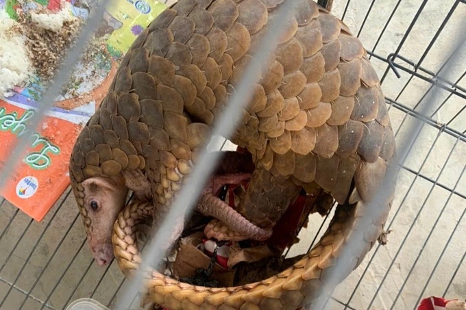 Pangolin gives birth in tree hollow in Binh Dinh - 1