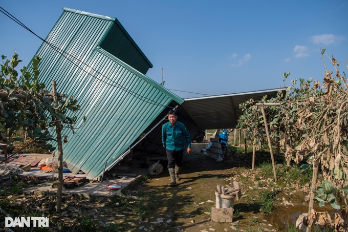 Hanoi Buddha’s hand orchards devastated by flooding - 7