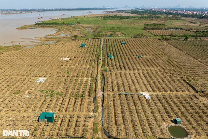 Hanoi Buddha’s hand orchards devastated by flooding - 1