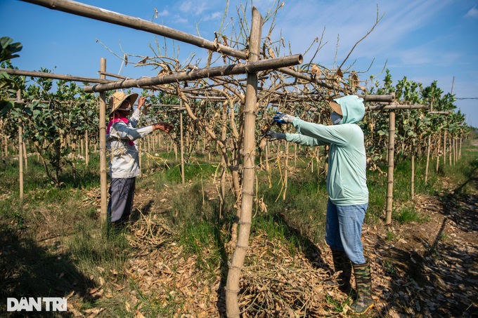 Hanoi Buddha’s hand orchards devastated by flooding - 5