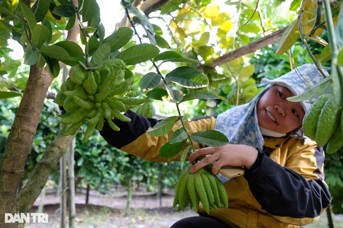 Buddha’s hand fruit growers prepare for Tet - 2
