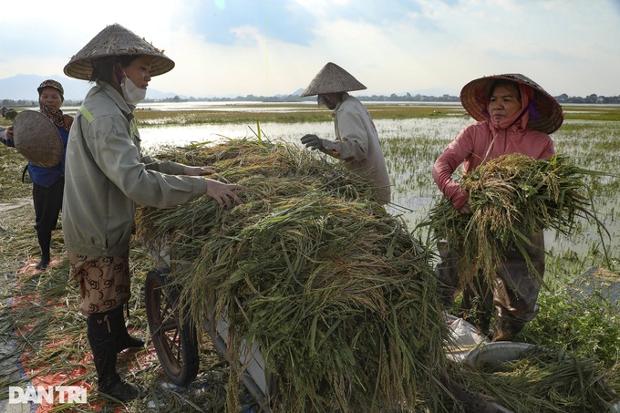 Hanoi’s submerged rice fields face wipeout - 7