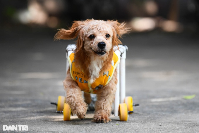 Retired lecturer runs charity clinics for pets - 9